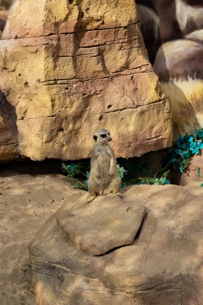 Meerkatka Siedzi Skale Tle Kamiennej Ściany Zielonej Rośliny Obok Kamienia — Zdjęcie stockowe