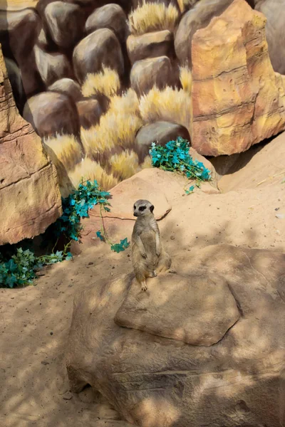 Suricate Est Assis Sur Rocher Sur Fond Mur Pierre Une — Photo