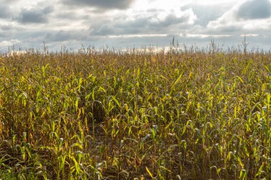 Ölmekte olan bir mısır tarlası. Parlak güneş ışığı ve bulutlu mavi gökyüzü ile sonbahar günü. Doğa arkaplanı
