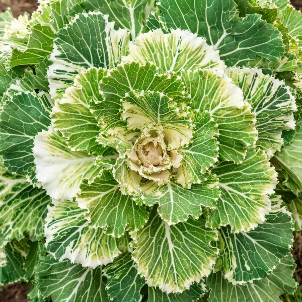 Flowering Green Ornamental Cabbage Lush Leaves Close Top View — Stock Photo, Image