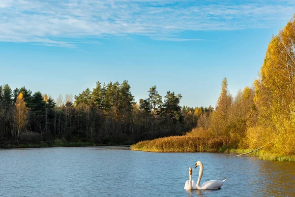Two swans swim in a forest lake. Trees with orange foliage are illuminated by the setting sun. Blue sky with light white clouds. Beautiful evening autumn wilderness landscape