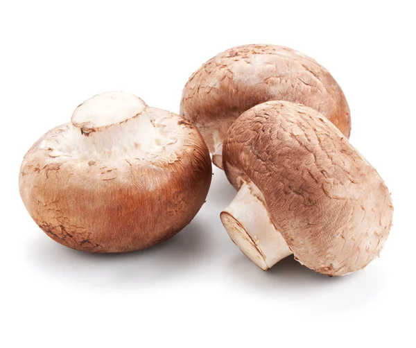 Frische Pilze Champignons, isoliert auf weiss — Stockfoto