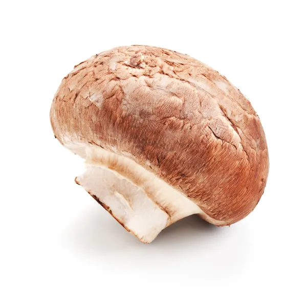 Champignon cogumelo fresco isolado em branco — Fotografia de Stock