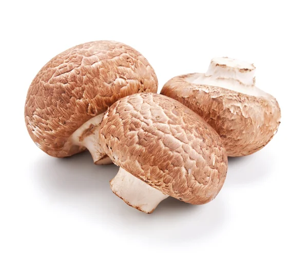 Frische Pilze Champignons, isoliert auf weiss — Stockfoto