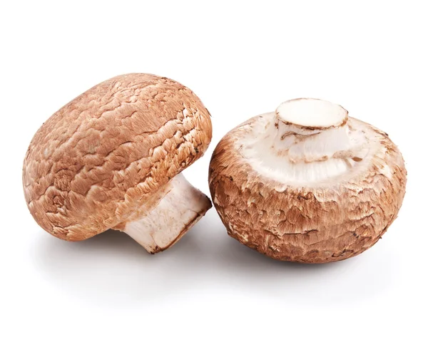 Färsk svamp champignons isolerad på vit — Stockfoto