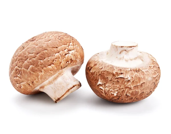 신선한 버섯 champignons 흰색 절연 — 스톡 사진