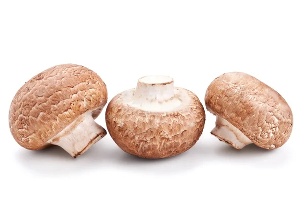 Färsk svamp champignons isolerad på vit — Stockfoto