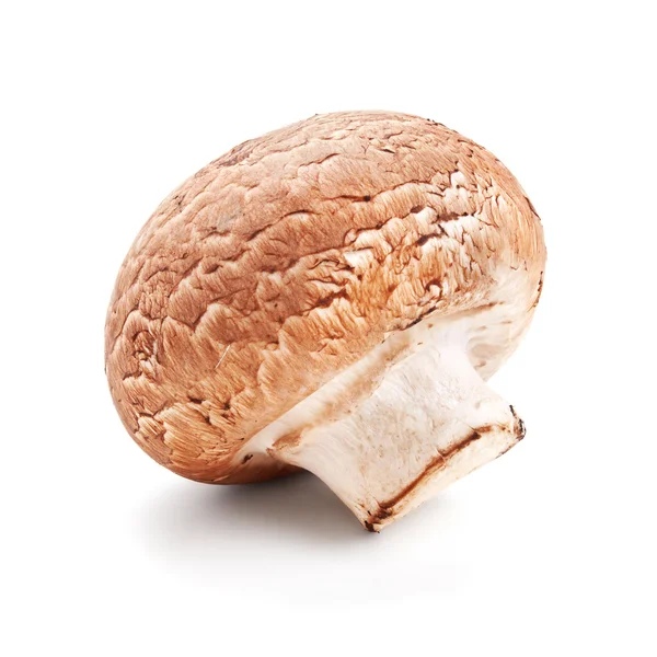 从白色中分离出来的新鲜蘑菇香菇 — 图库照片