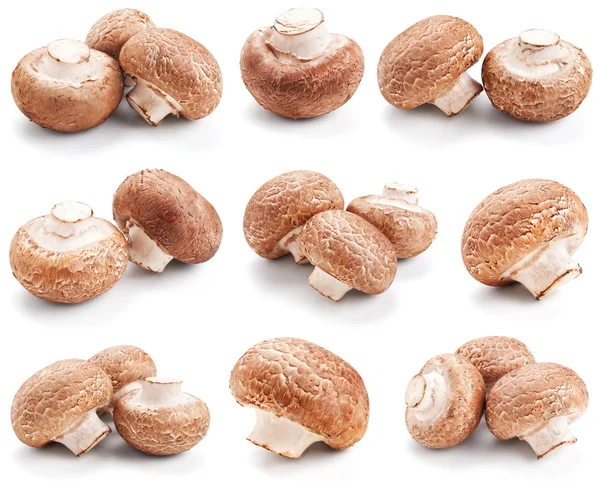 Коллекция свежих грибов, изолированные на белом фоне — стоковое фото