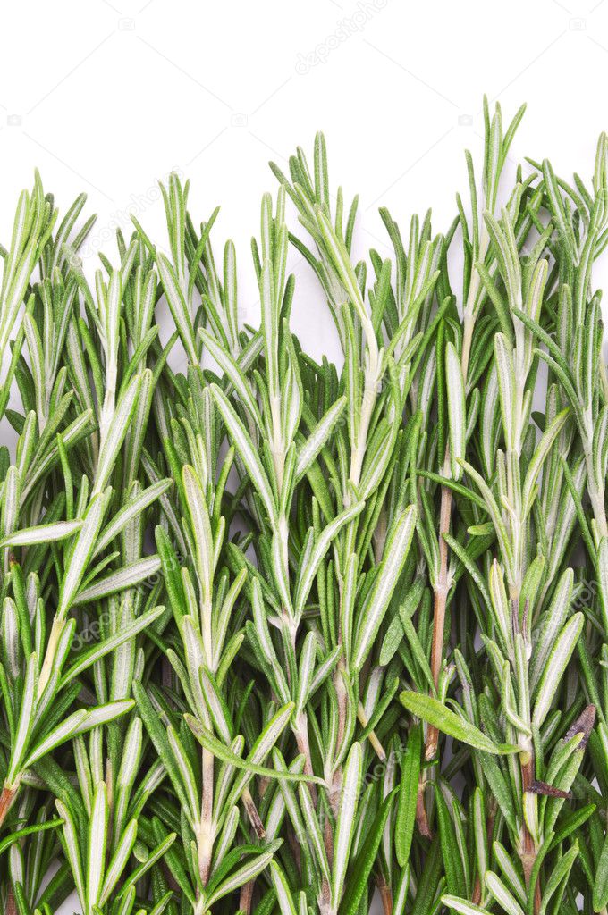 Twigs of rosemary over white