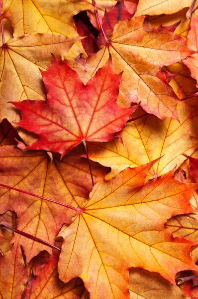 Fondo de otoño con hojas de arce — Foto de Stock