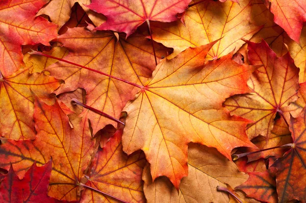 Autumn background with maple leaves — Stock Photo, Image