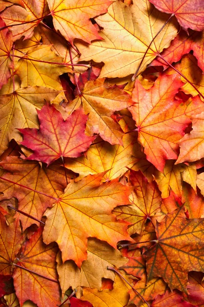 Autumn background with maple leaves — Stock Photo, Image