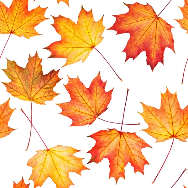 Seamless texture with maple leaves — Stock Photo, Image