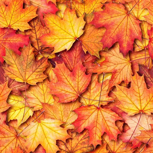 Autumn texture with maple leaves — Stock Photo, Image