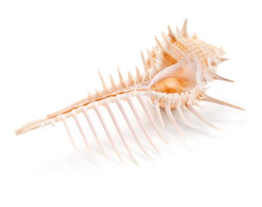 Deniz kabuğu içinde beyaz izole yakın çekim