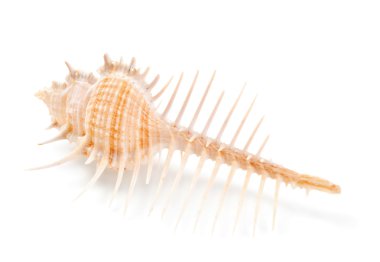 Deniz kabuğu içinde beyaz izole yakın çekim