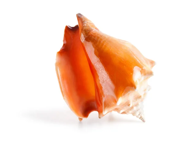 Seashell in close-up isolated on a white — kuvapankkivalokuva