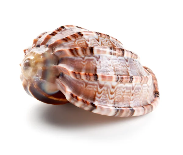 Seashell in close-up isolated on a white — kuvapankkivalokuva