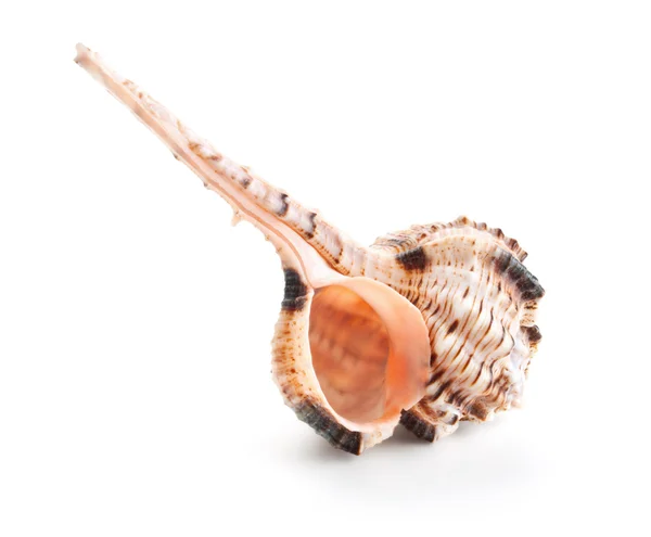 Muschel in Nahaufnahme isoliert auf einem weißen — Stockfoto