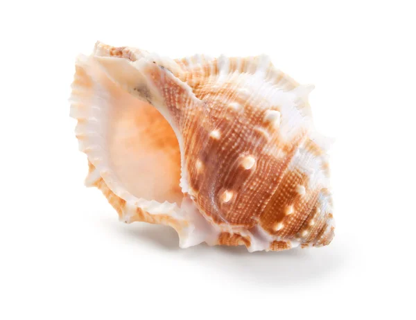 Seashell in close-up isolated on a white — kuvapankkivalokuva