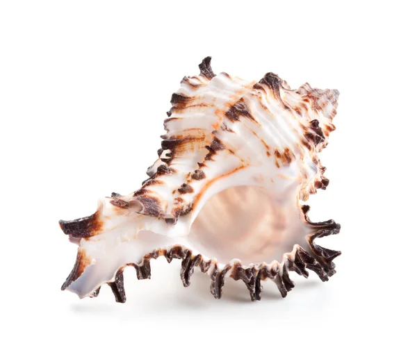 Közelről elszigetelt fehér kagyló — Stock Fotó