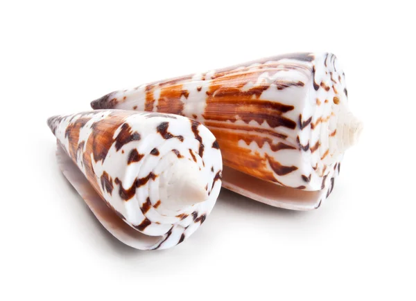 Seashell in close-up isolated on a white — Stock Photo, Image