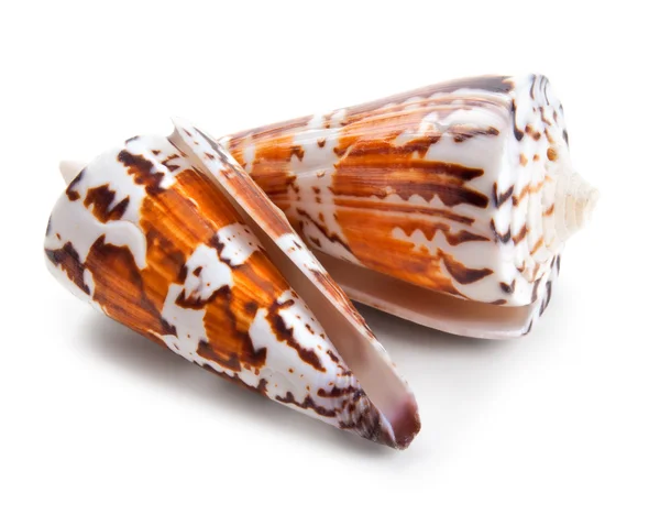 Seashell in close-up isolated on a white — Stock Photo, Image