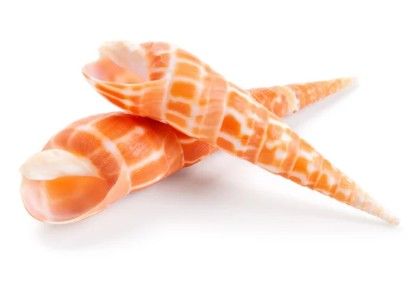 Seashell i närbild isolerad på en vit — Stockfoto