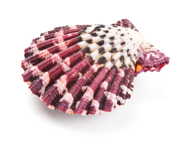 クローズ アップ、白で隔離される貝殻 — ストック写真