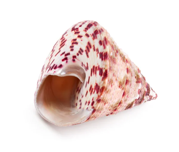 Seashell in close-up isolated on a white — kuvapankkivalokuva