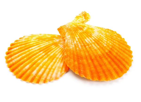 Seashell i närbild isolerad på en vit — Stockfoto