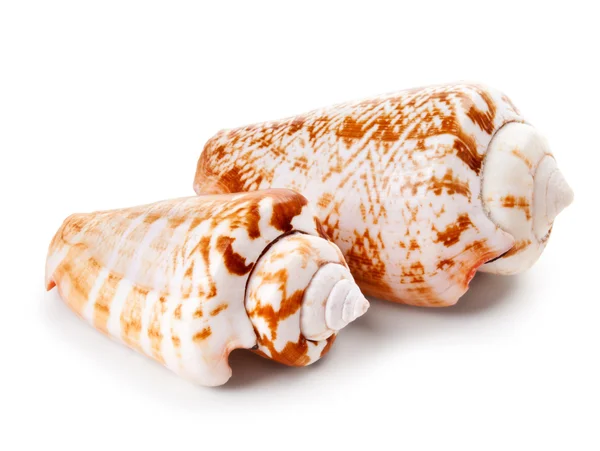クローズ アップ、白で隔離される貝殻 — ストック写真