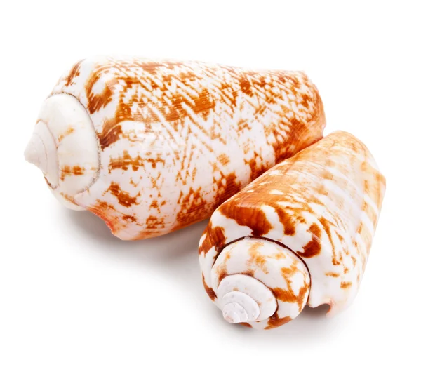 Közelről elszigetelt fehér kagyló — Stock Fotó