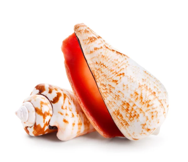 Seashell i närbild isolerad på en vit — Stockfoto