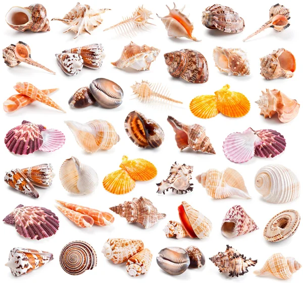 Seashell samling isolerade på en vit — Stockfoto