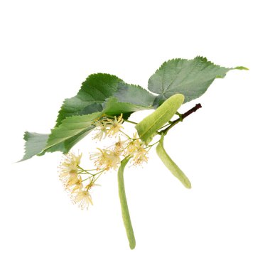 Beyaz arka planda bulunan ıhlamur çiçekleri. Derin odaklanma