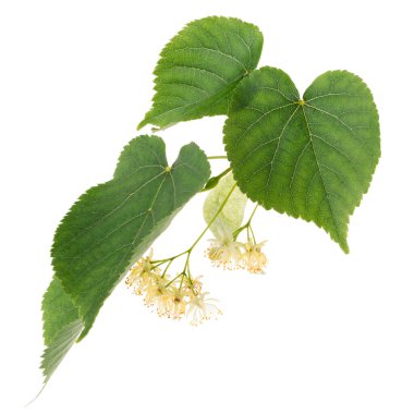 Beyaz arka planda bulunan ıhlamur çiçekleri. Derin odaklanma