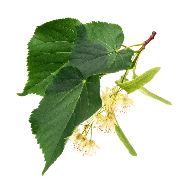 Linden Flowers Isolated White Background Deep Focus — Photo