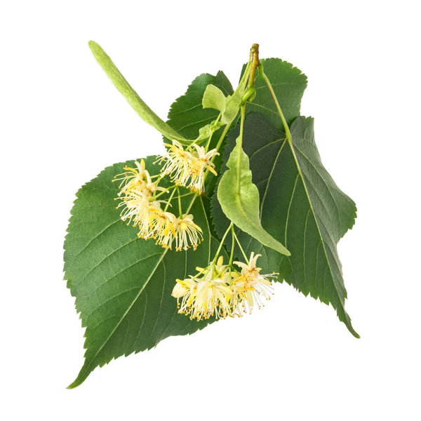 Linden Flowers Isolated White Background Deep Focus — Photo