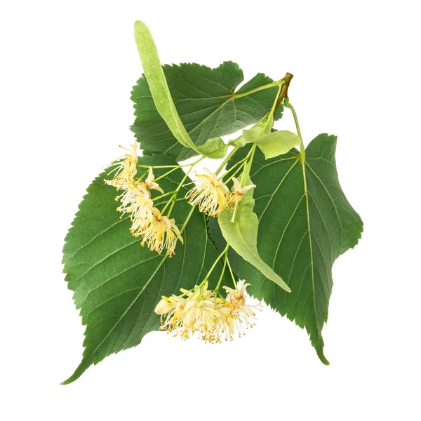 Linden Flowers Isolated White Background Deep Focus — Stock Photo, Image