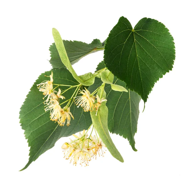 Linden Flowers Isolated White Background Deep Focus — ストック写真