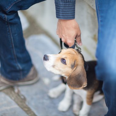 tasmalı köpek yavrusu.