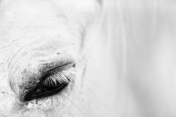 Szczegóły białego konia — Zdjęcie stockowe