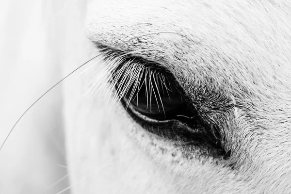 Detalhe de um cavalo branco — Fotografia de Stock