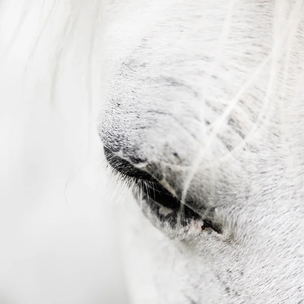 Detalle de un caballo blanco — Foto de Stock