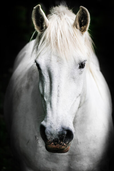 White horse.