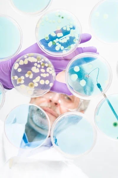 Senior life science researcher grafting bacteria. — Stock Photo, Image