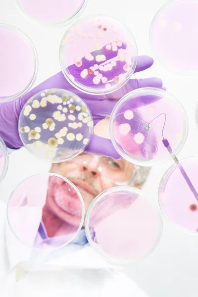 Senior life science researcher grafting bacteria. — Stock Photo, Image