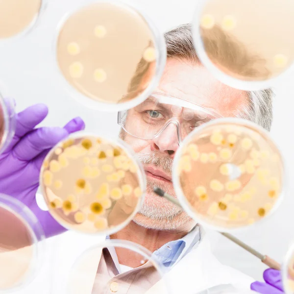 Forskare inom biovetenskap ympar bakterier. — Stockfoto